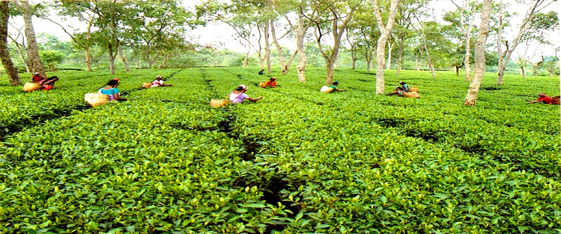 Assam Tea Garden